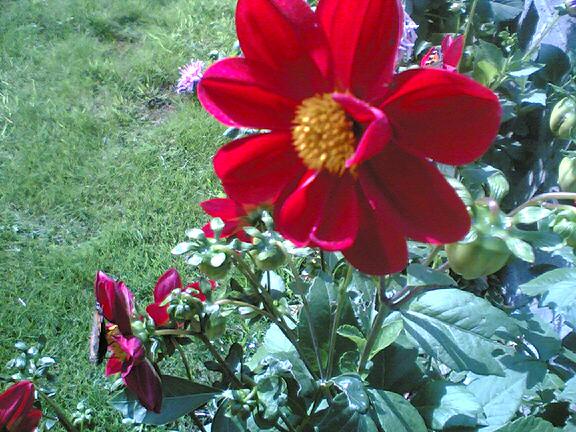  Red Flower 